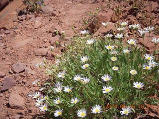 151 8mf. Canyonlands National Park - Lathrop hike - flowers