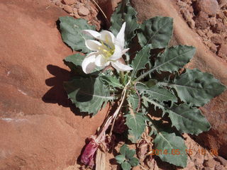 153 8mf. Canyonlands National Park - Lathrop hike - flower