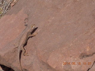 157 8mf. Canyonlands National Park - Lathrop hike - lizard