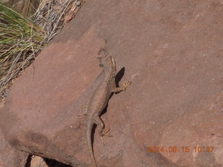 158 8mf. Canyonlands National Park - Lathrop hike -lizard