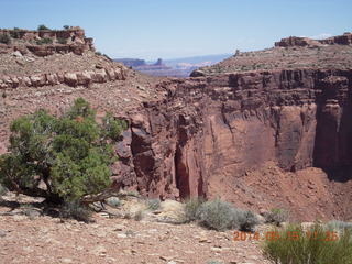 Canyonlands National Park - Lathrop hike - tree-of-death point on steep, tough climb