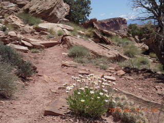 181 8mf. Canyonlands National Park - Lathrop hike - flowers