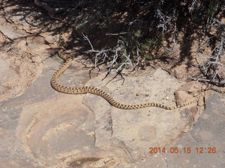 216 8mf. Canyonlands National Park - Lathrop hike - snake