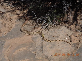 217 8mf. Canyonlands National Park - Lathrop hike - snake