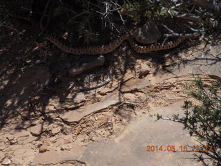 218 8mf. Canyonlands National Park - Lathrop hike - snake