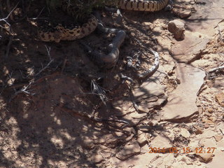 219 8mf. Canyonlands National Park - Lathrop hike - snake