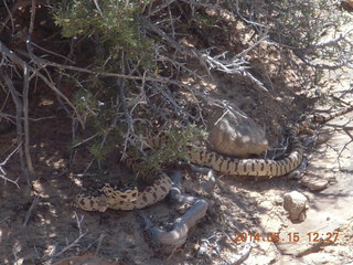 220 8mf. Canyonlands National Park - Lathrop hike - snake