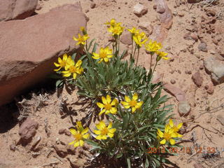 221 8mf. Canyonlands National Park - Lathrop hike - flowers