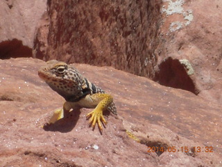 Canyonlands National Park - Lathrop hike - lizard