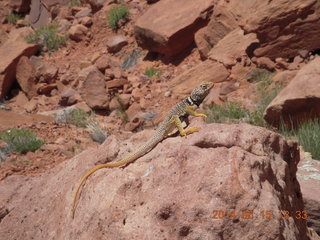 231 8mf. Canyonlands National Park - Lathrop hike - lizard