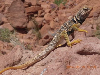 232 8mf. Canyonlands National Park - Lathrop hike - lizard