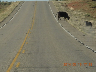 drive back from Canyonlands to Moab - cows