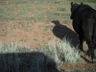 drive back from Canyonlands to Moab - cow