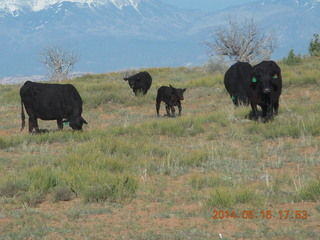 drive back from Canyonlands to Moab - cows