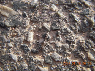 14 8mg. Arches National Park - small millipede?