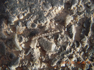 15 8mg. Arches National Park drive - small millipede?
