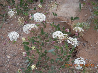 17 8mg. Arches National Park - Devil's Garden hike - flowers