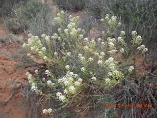 73 8mg. Arches National Park - Devil's Garden hike - flowers