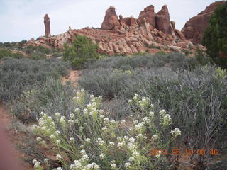 Arches National Park - Devil's Garden hike - flowers and scenery