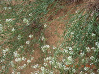 93 8mg. Arches National Park - Devil's Garden hike - flowers