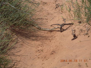 130 8mg. Arches National Park - Devil's Garden hike - snake