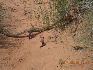 131 8mg. Arches National Park - Devil's Garden hike - snake