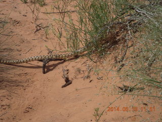 132 8mg. Arches National Park - Devil's Garden hike - snake