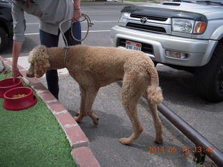 161 8mg. Moab - Milt's Stop & Eat - cool poodle