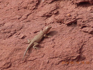 Fisher Tower hike - lizard