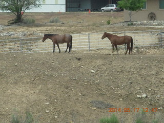 Mack Mesa airport - horses