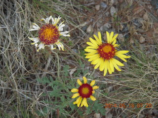 27 8mj. driving to Needles - flowers