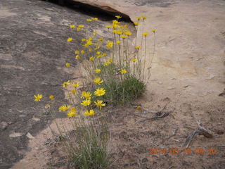 71 8mj. Canyonlands National Park - Needles - Elephant Hill + Chesler Park hike flowers