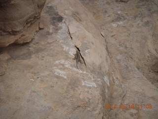 157 8mj. Canyonlands National Park - Needles - Elephant Hill + Chesler Park hike - lizard