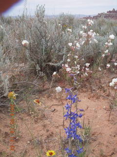 Canyonlands National Park - Needles - Elephant Hill + Chesler Park hike - flowers