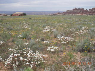 Canyonlands National Park - Needles - Elephant Hill + Chesler Park hike - meadow flowers