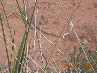 Canyonlands National Park - Needles - Elephant Hill + Chesler Park hike - lizard