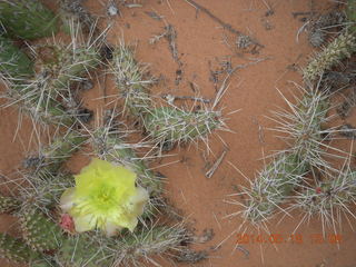 290 8mj. Canyonlands National Park - Needles - Elephant Hill + Chesler Park hike - bright yellow cactus flower