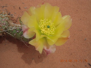 297 8mj. Canyonlands National Park - Needles - Elephant Hill + Chesler Park hike - bright yellow cactus flower