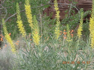 376 8mj. Canyonlands National Park - Needles - Elephant Hill drive - yellow flowers