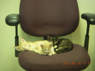 2 8nk. Dr. Krista's chair with kittens