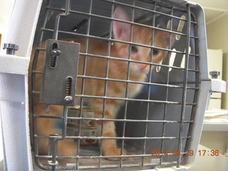 18 8nk. Max - my new kitten in carrier