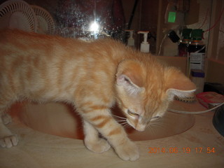 27 8nk. Max - my new kitten