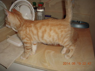 59 8nk. new kitten cat Max