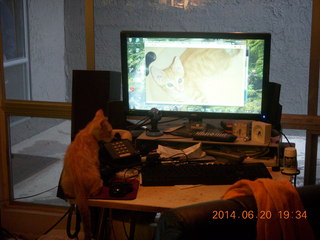 88 8nl. my kitten Max on the table and on the monitor