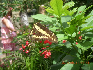 butterflies in Butterfly Wonderland