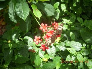 butterflies in Butterfly Wonderland