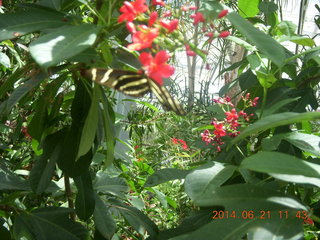 butterflies in Butterfly Wonderland