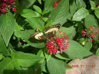 Canyonlands Lathrop Trail hike - butterfly