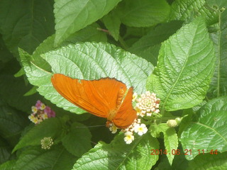 butterfly at Benson Airport (E95)