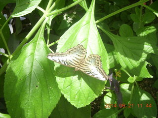 where the butterfly was at Benson Airport (E95)